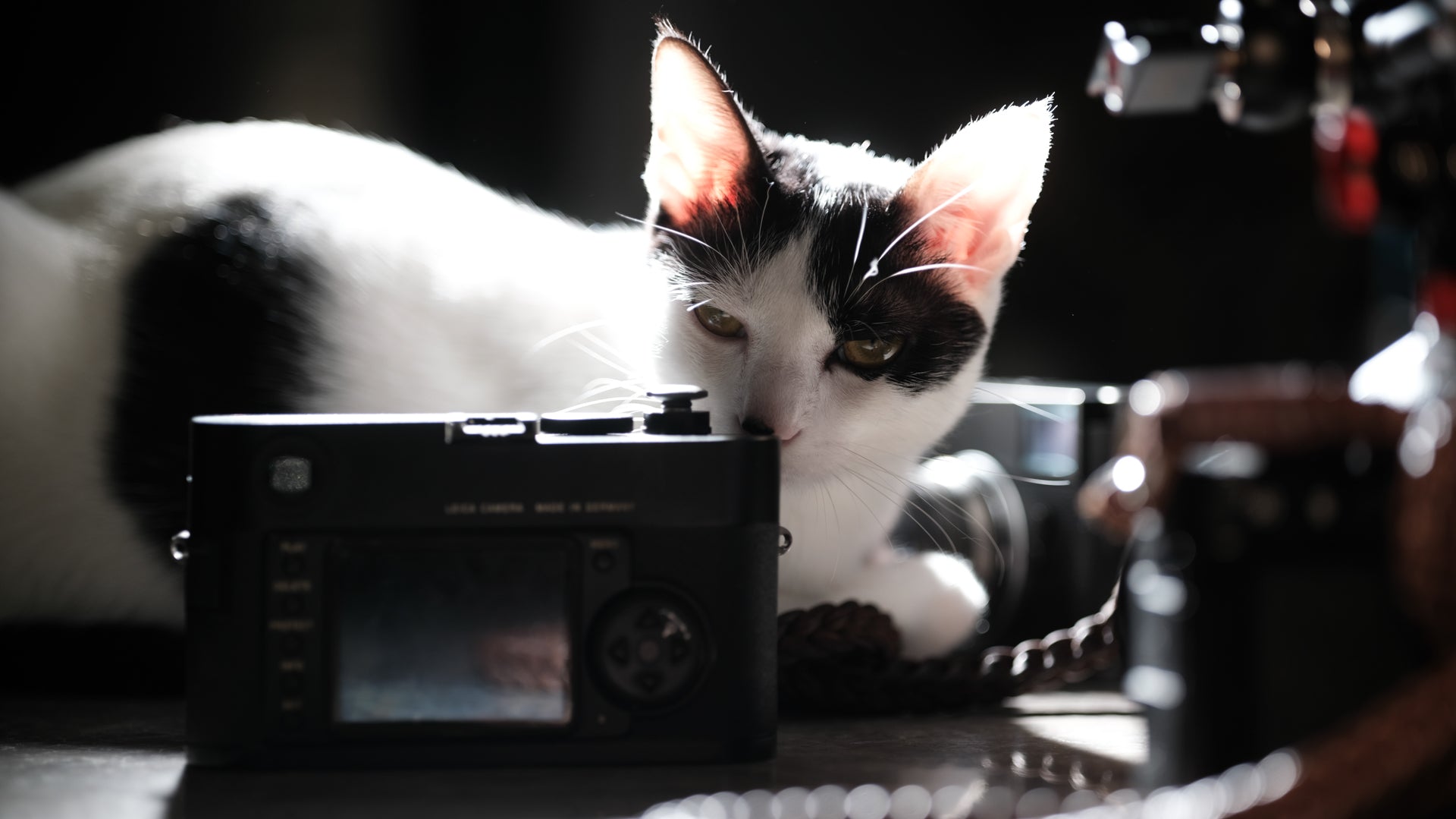 Camera strap for cinematography