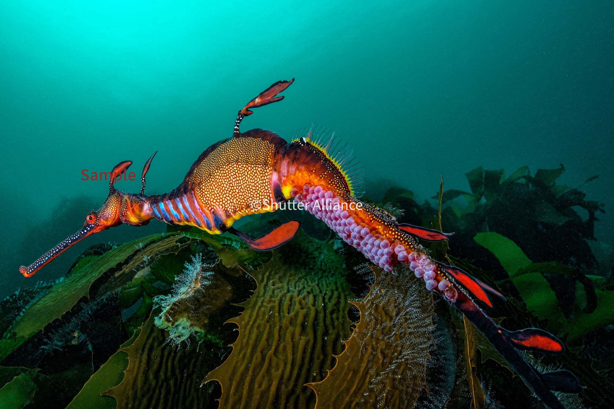 Photo Book: Zine #One - Shutter Alliance